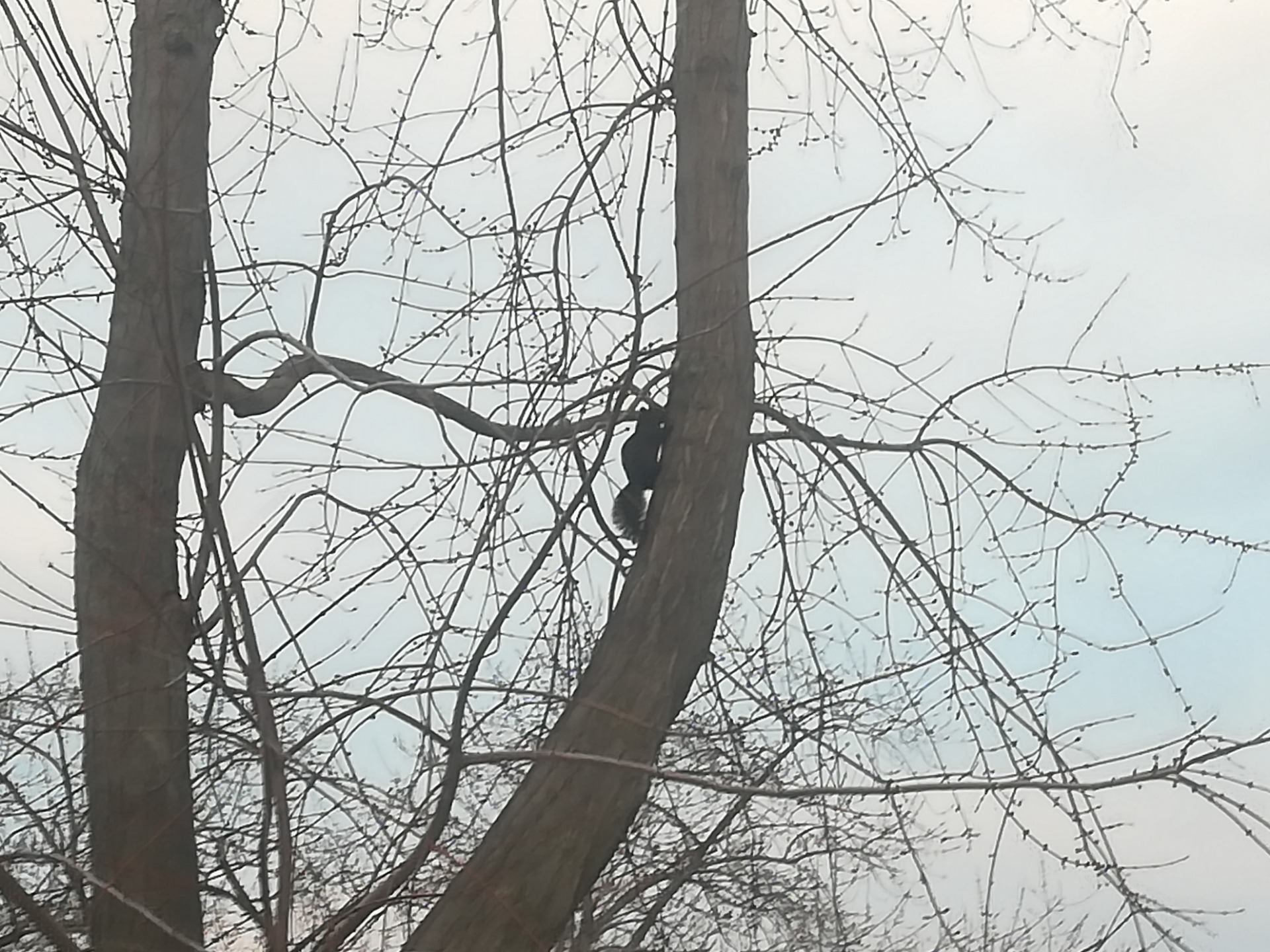 Look At This SQUIRREL :)